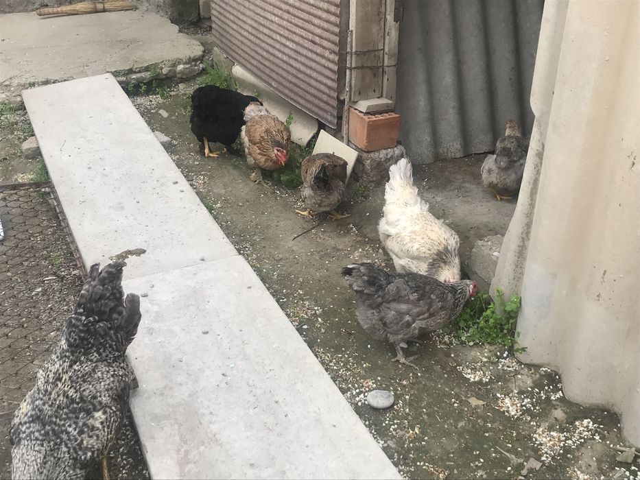 Куры                  .