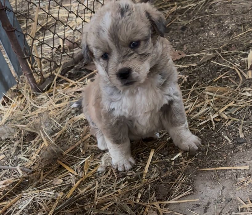 Donez catei 5-7 saptamani!