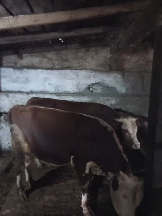 Продаются быки (акбас)