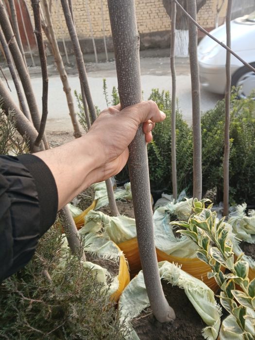 Lola daraxti 100% ishonchli