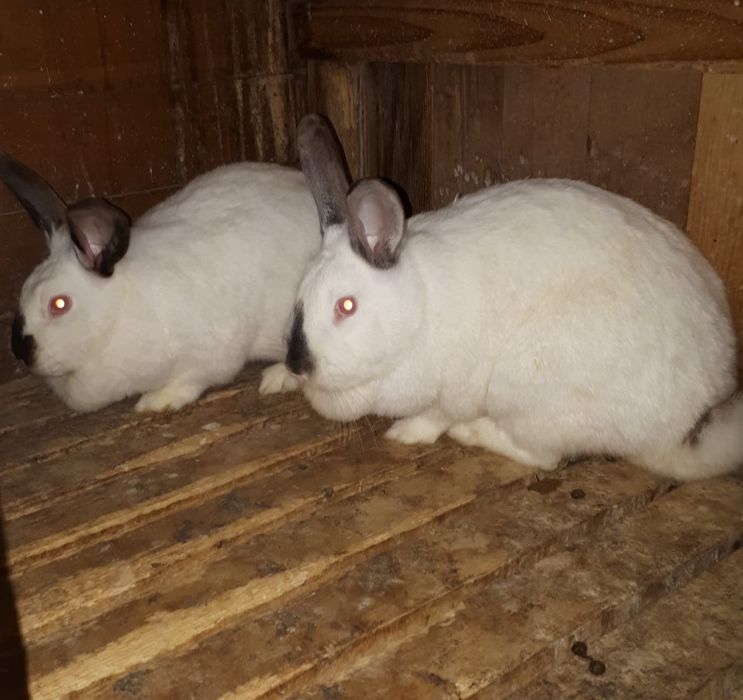 Iepure de rasă Uriaș de Transilvania și alb de Debretin