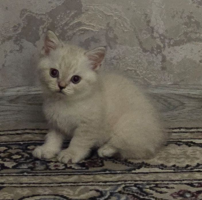 Скоттиш фолд ва скоттиш страйт сотилади