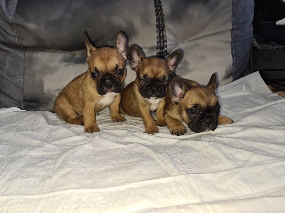 Продам щенков французского бульдога