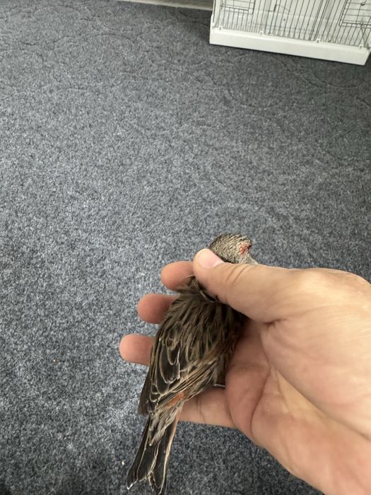 Черно красный мозаик, нар 2025 йил, 500 минг, назарбек