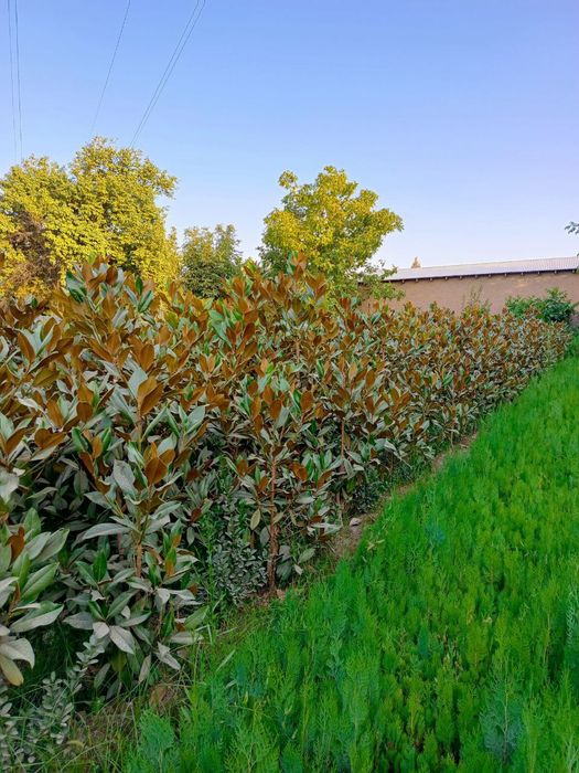 Магнолия гландифлора итальянский