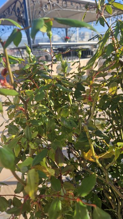 Бяла роза със саксия