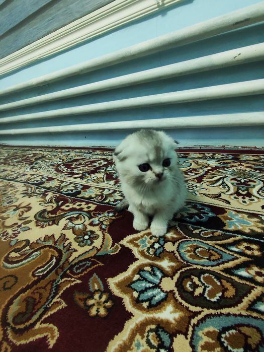 Продаются котята