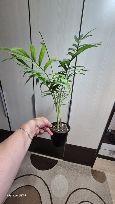 Хамедорея Элеганс