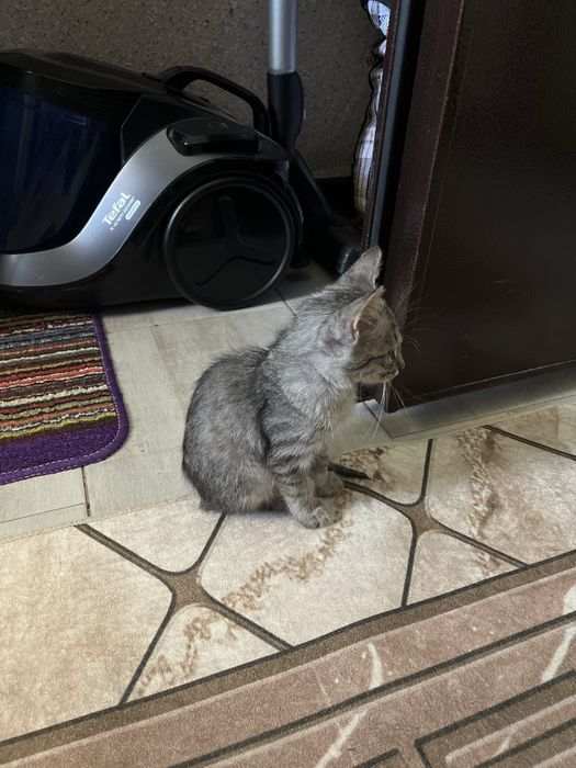 Отдам бесплатно котёнка мальчик