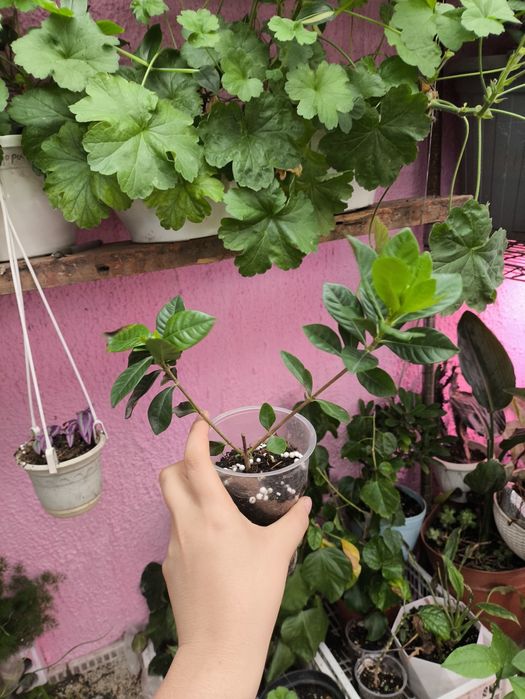 Гардения жасминовидная