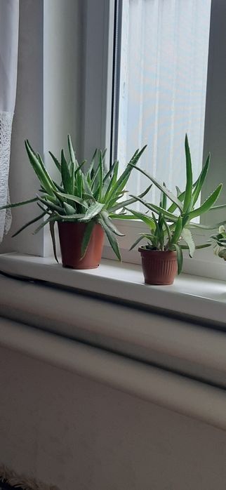 Продам алоэ лечебные