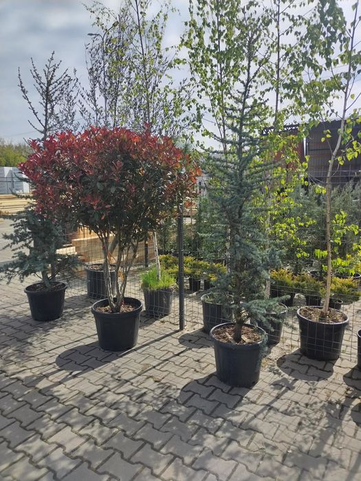 Plante ornamentale / ierburi decorative / gard viu veșnic verde: Cupressus  Arizonica, Leylandii, Prunus, photinia/Conifere
