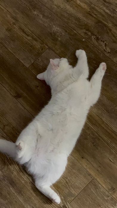 Белая кошка бразильская