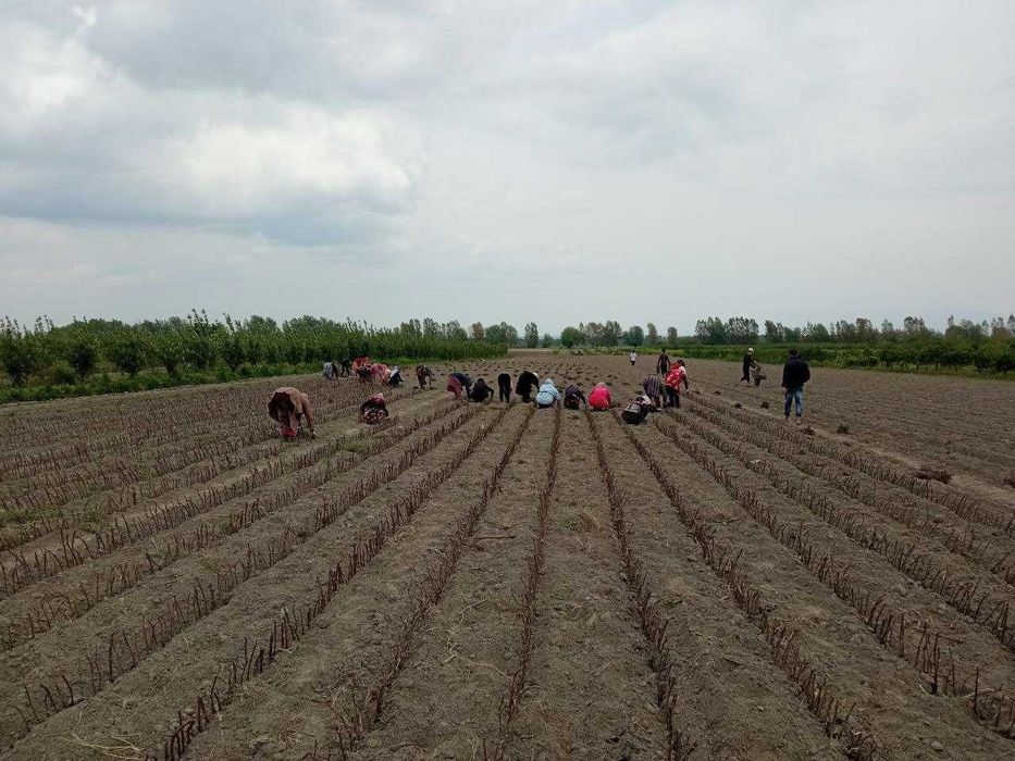 Шредер мевали дарахт кучатлари