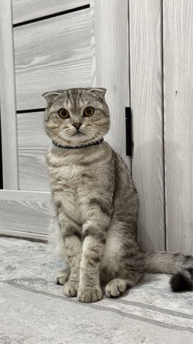 Отдам кота в добрые руки