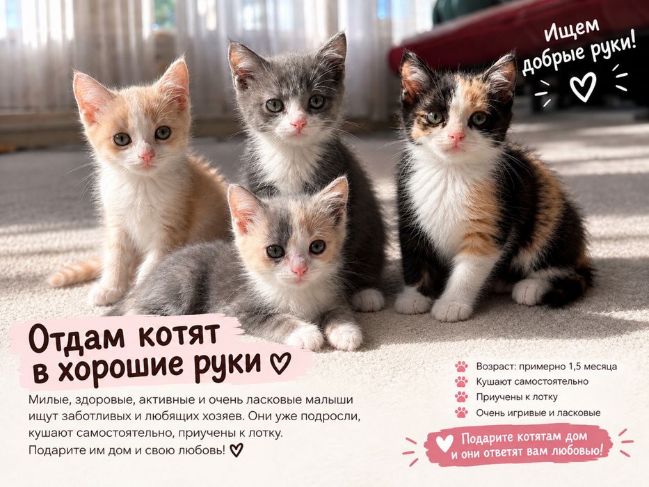 Отдам котят, все девочки