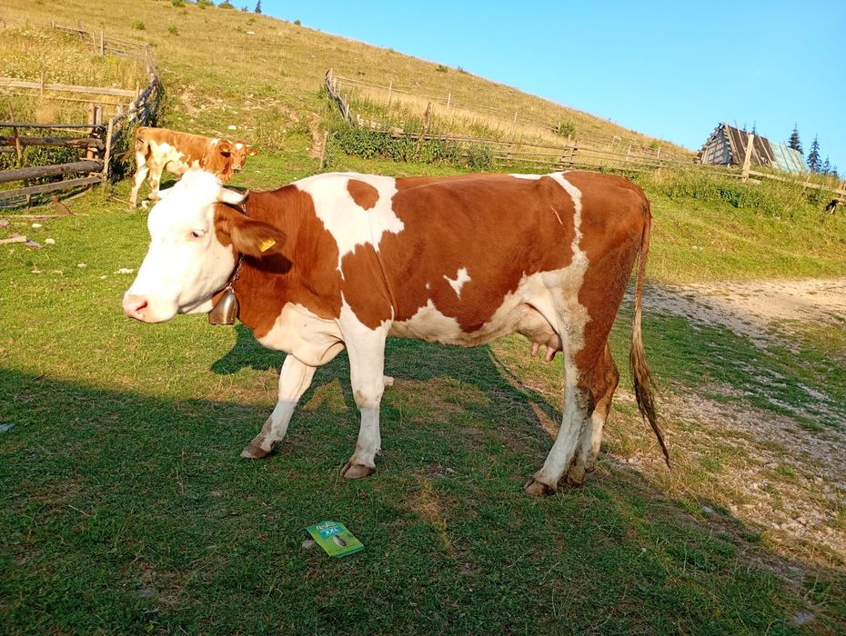 Vând vacă de 5 ani