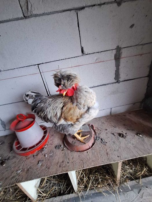 Vând cocoș moțat 2025