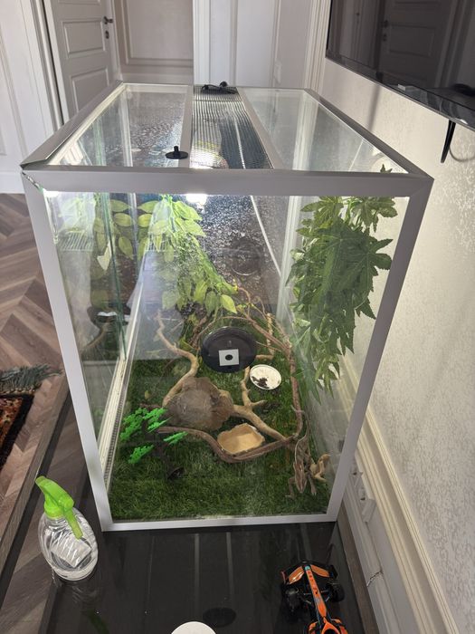 Продается хамелеон вместе с аквариумом 60х40