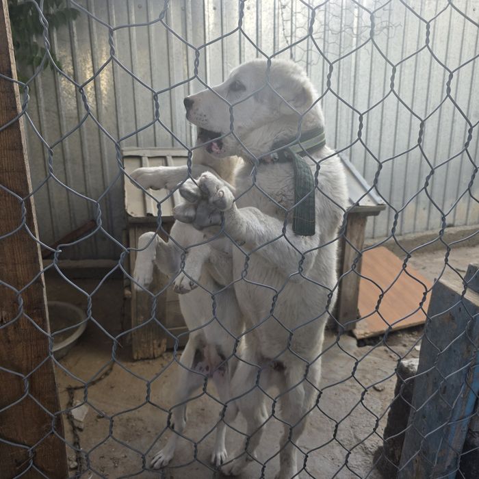 Алабай мальчик щёнок 5 месяцев