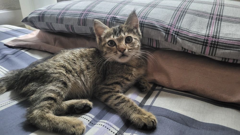 Отдам котёнка мальчик в хорошие руки город Навои