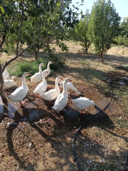 Гуси  породы линда