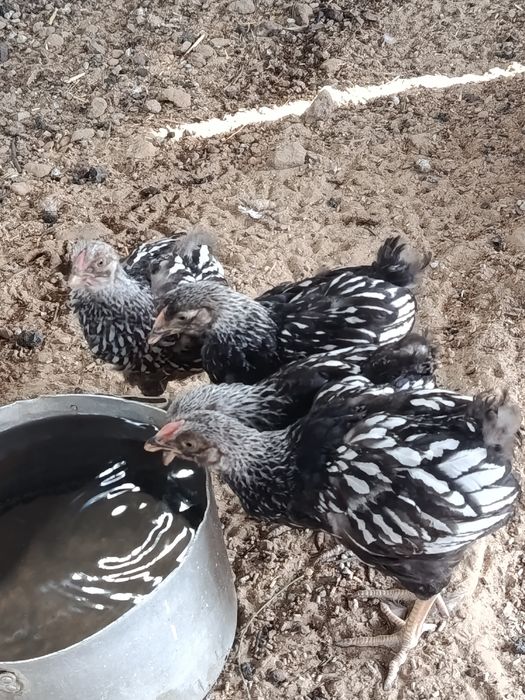 Продам цеплять Виандот