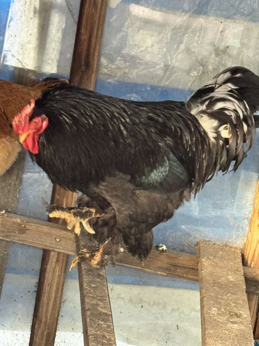 Продаеться петух красивый
