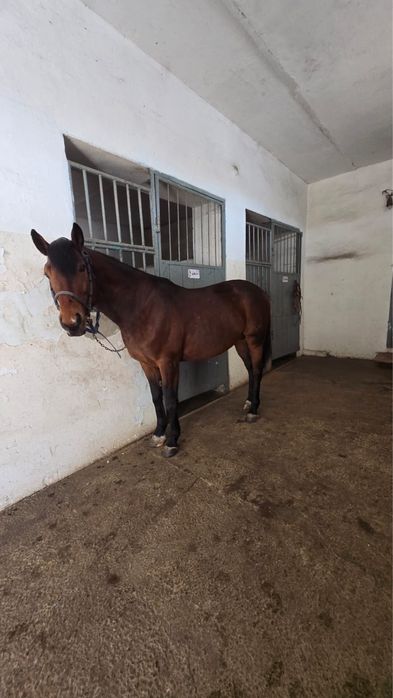 На продаже Жеребец Айгыр 6 лет