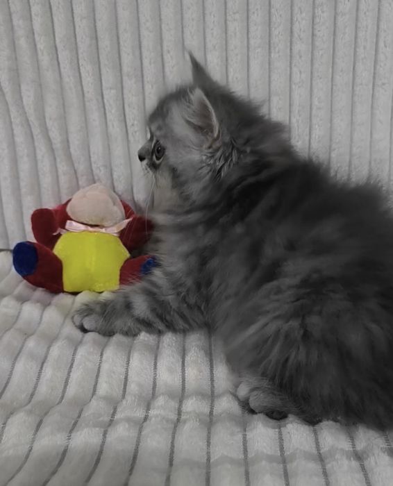 Персидские котята