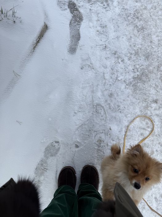 Померанский шпиц.