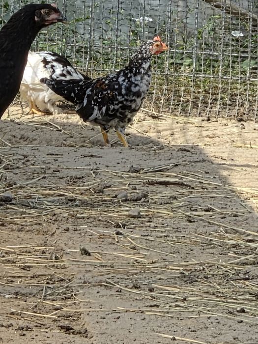 Cochinchina pitic 3 și 4 luni si pitice