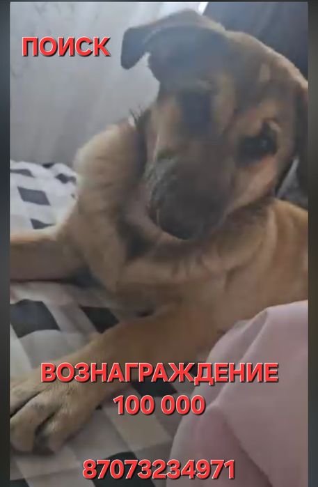 Пропала собака девочка  9 месяцев