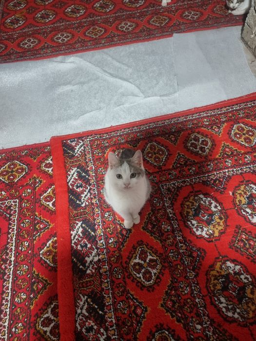 Mushuklar beriladi tekin