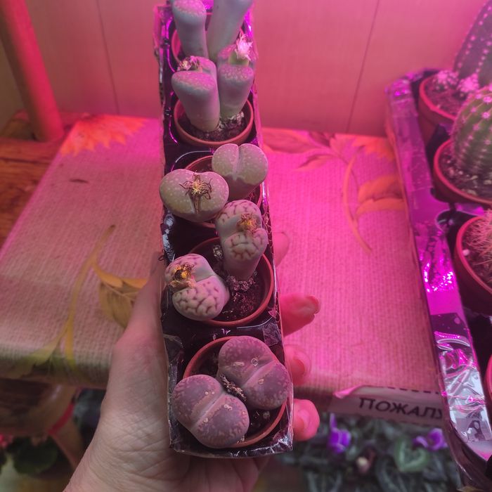 Кактусы и суккуленты в ассортименте