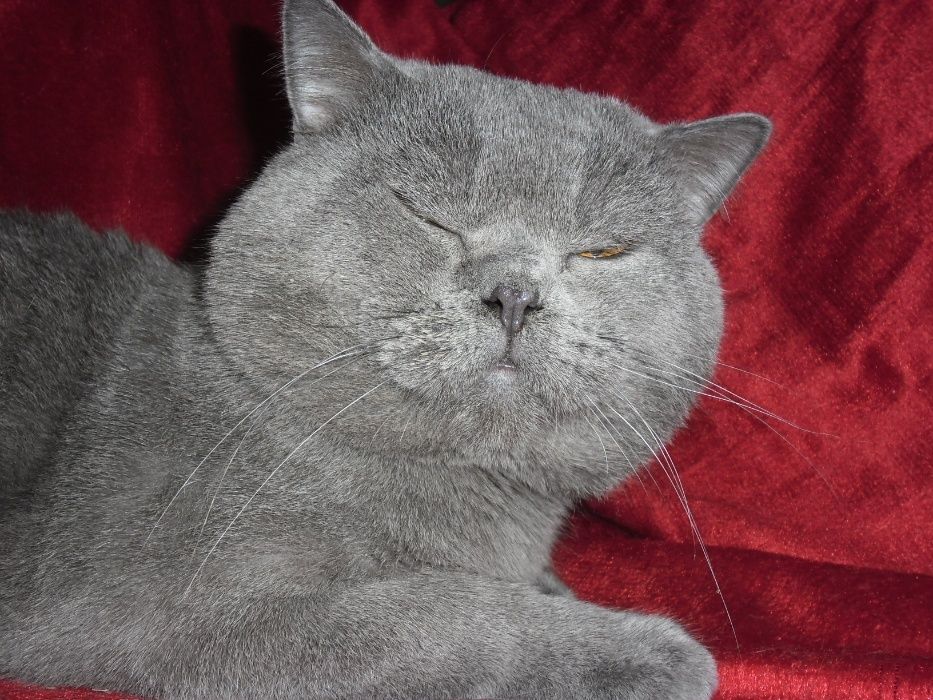 Питомник "Шерхан"предлагает котов британцев для вязки.