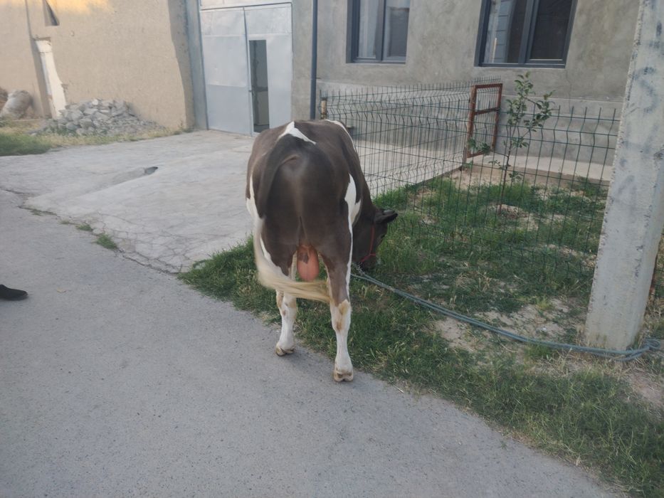 Buqa sotiladi boyi 130