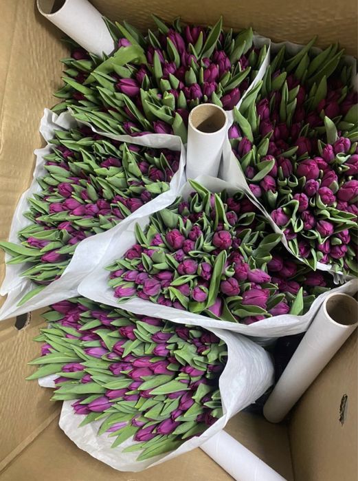 Тюльпаны на 8 марта