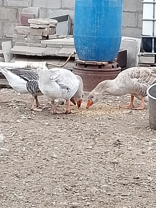 Продам гусей домашних