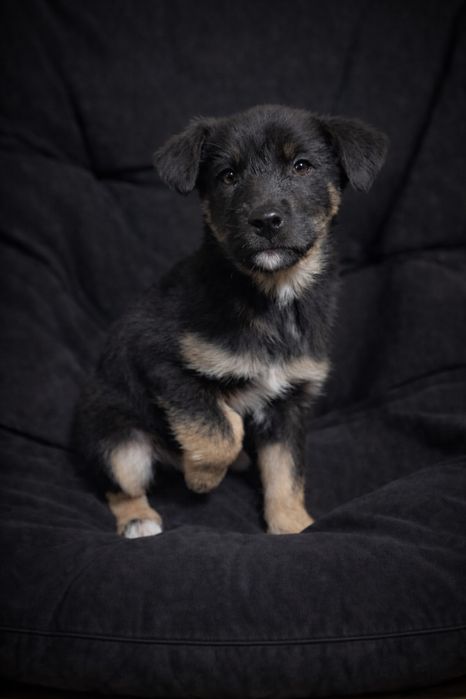 Щенки звоночки очень красивые