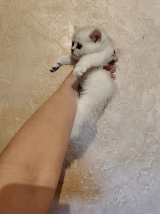 Алматы Шиншиллы Серебро