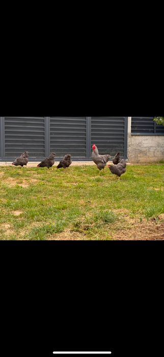 2+1 Australop alb/Playmouth rock/Marans/Ceamani