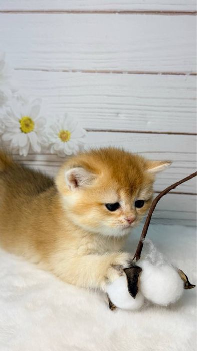 Британские мимишные золотые шиншиллы