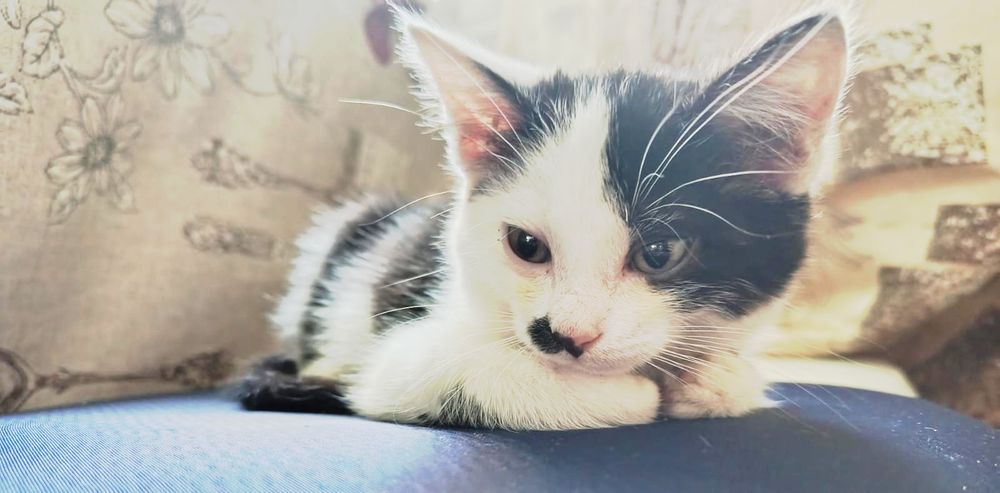 Отдам котенка девочка,3 месяца