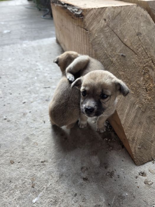 Donez 3 cățeluși drăgălași.