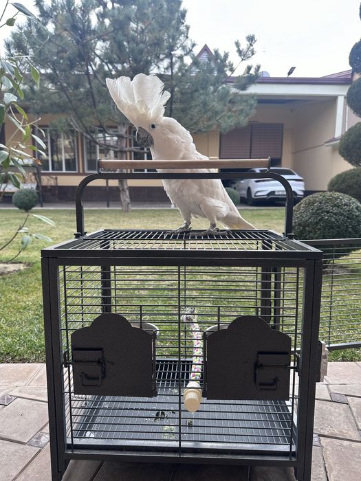 Бело Хохлый Какаду сотилади 2 ёш, ручной гапиради, умумам бакирмиди.