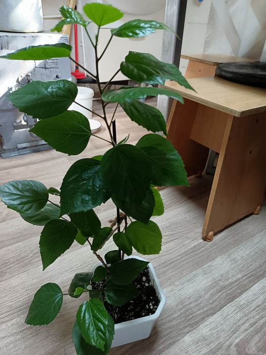 Комнатные цветы в уходе не прихотливы