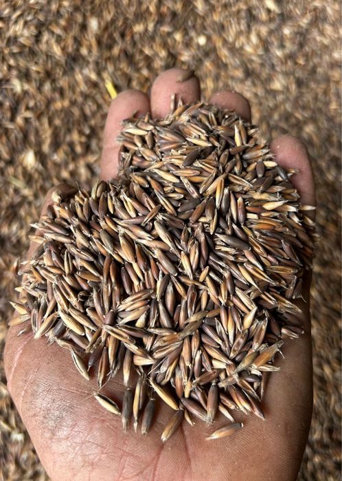 Ovaz negru sau  galben recolta 2025