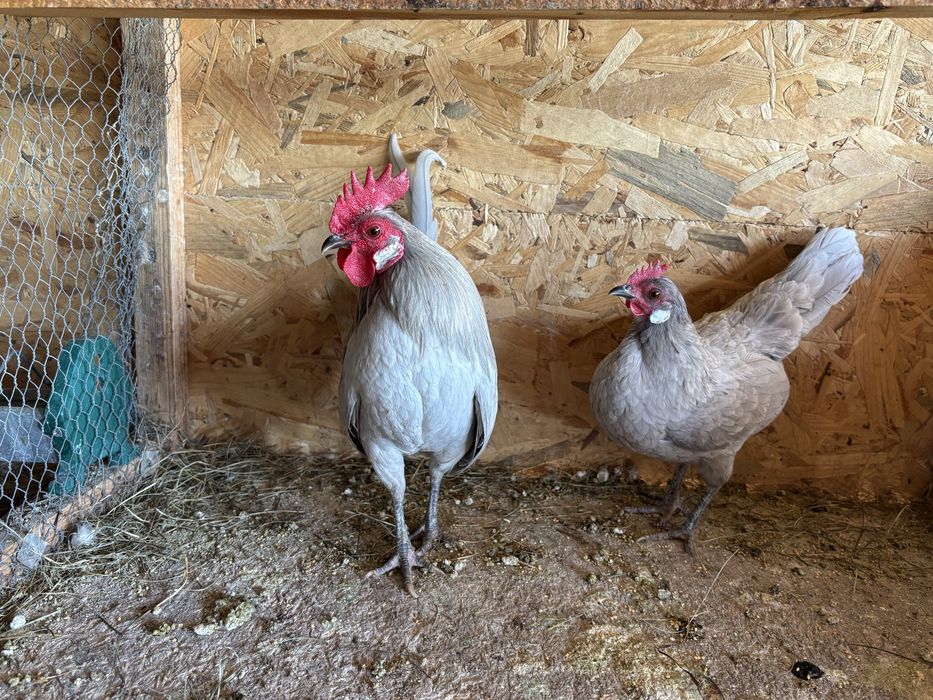 Декоратвни кокошки Холандки бантам