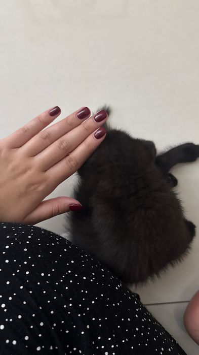 Котенок Скоттиш фолд